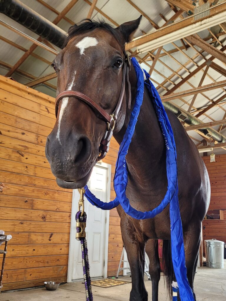 Relaxed horse with droopy lip and magnawave loops on his neck