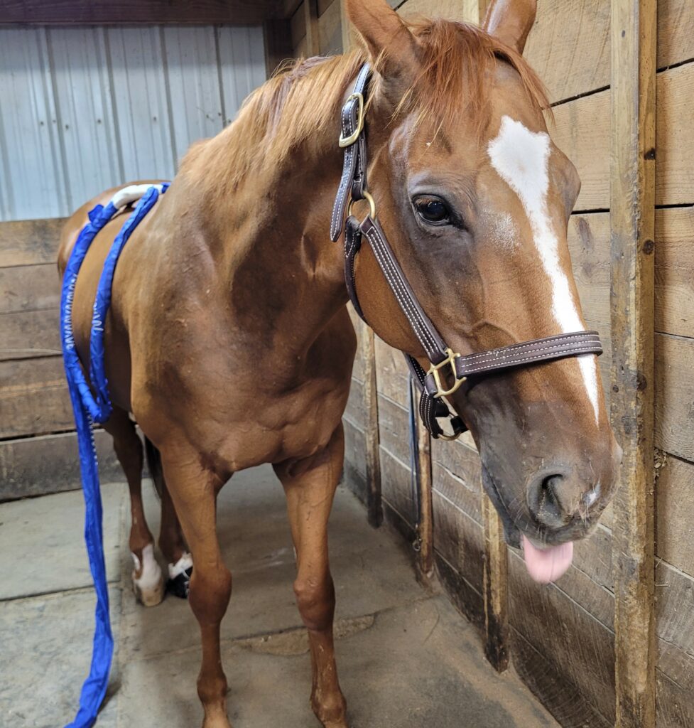 Chestnut horse with magnawave loops on their back sticking out tongue